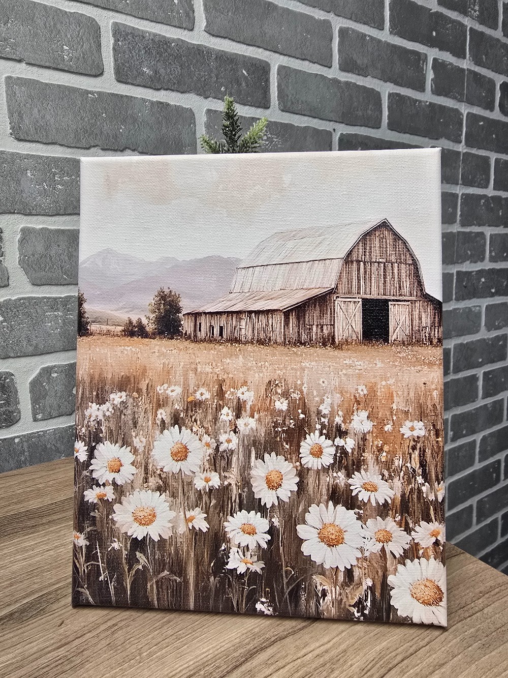 Daisy Field Barn 11 x 14 Flat Canvas