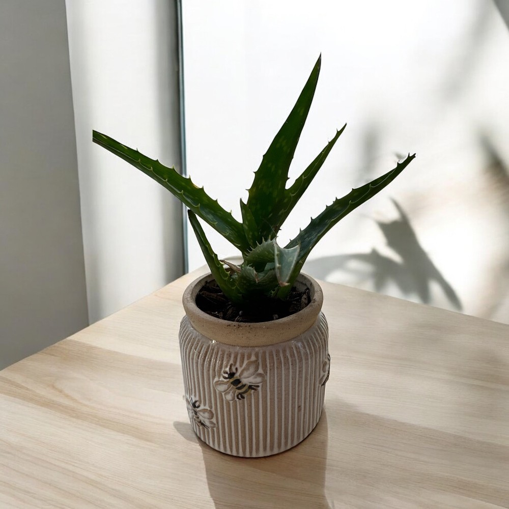 Hand-Raised Aloe Vera in Whimsical Ceramic Pots