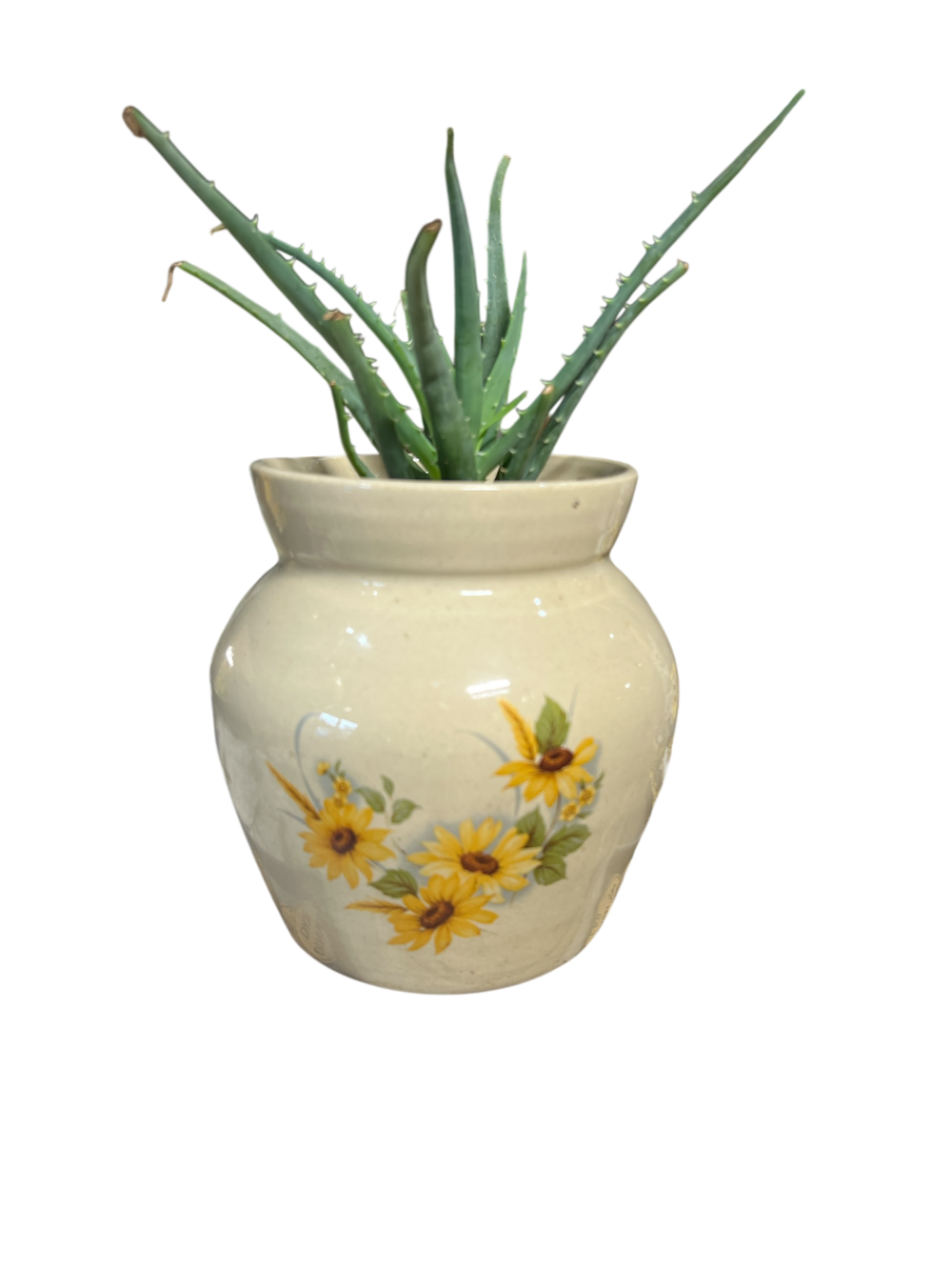 Sunflower Pots w/Aloe