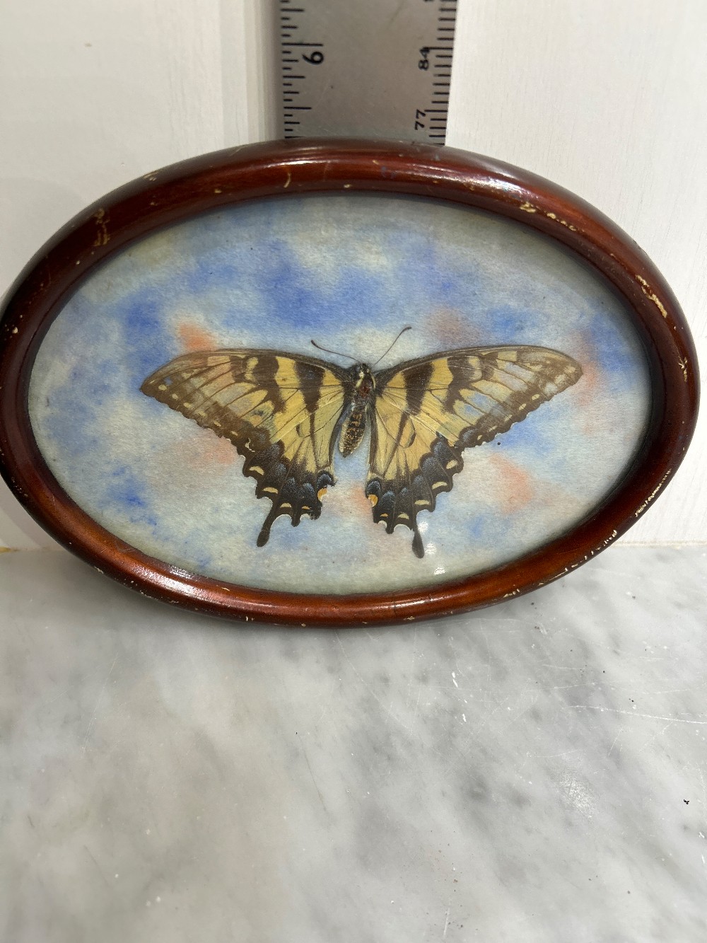 Papilio Glaucus Tiger Swallowtail Framed Taxidermy Display