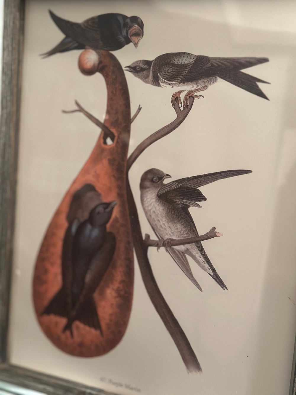 Metal frame w/ Audubon book plate