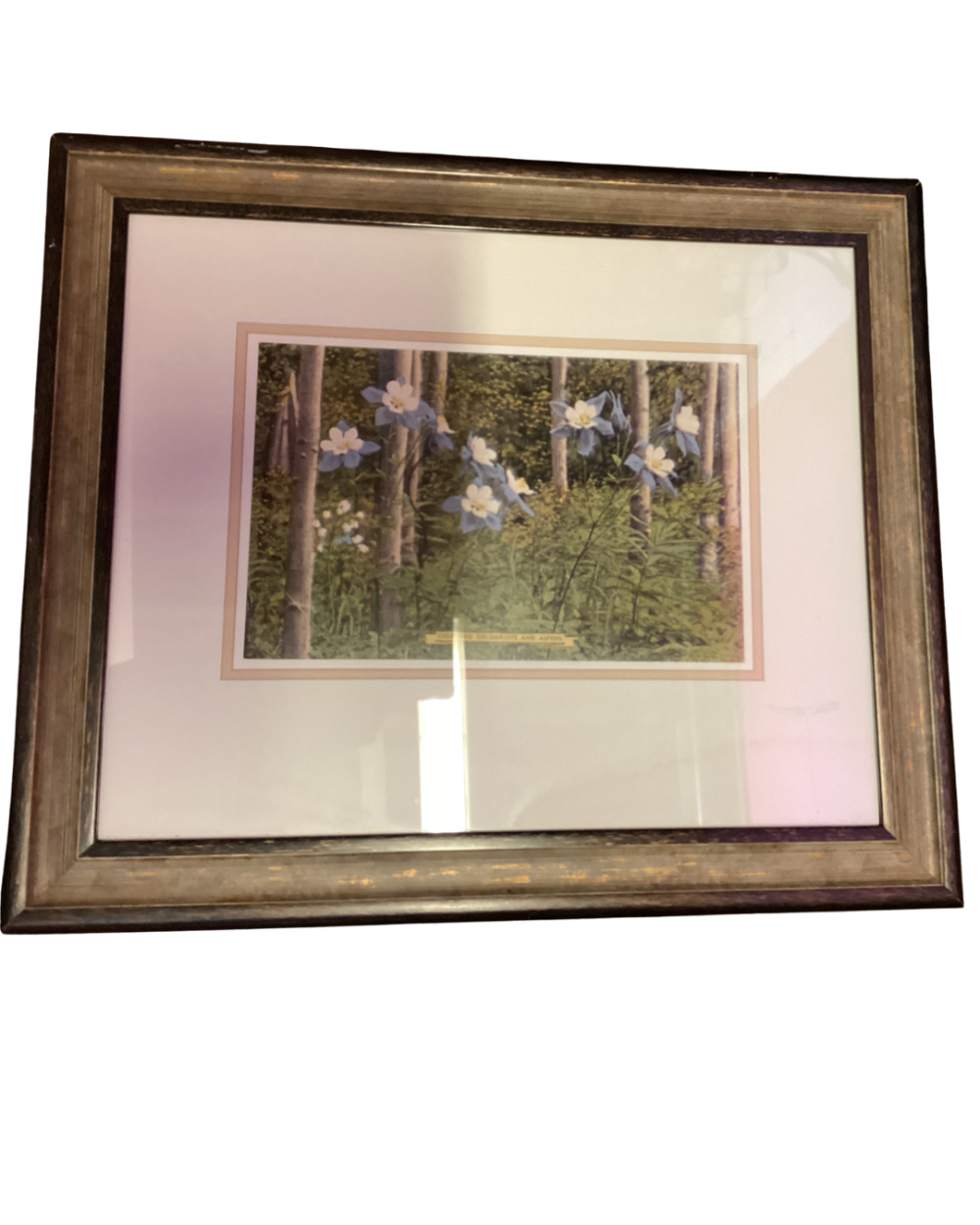 Frame vintage Colorado columbine & Aspen trees wall
