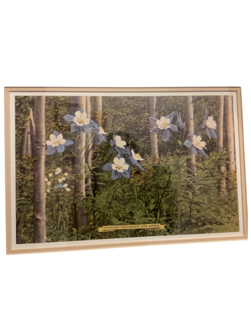 Frame vintage Colorado columbine & Aspen trees wall