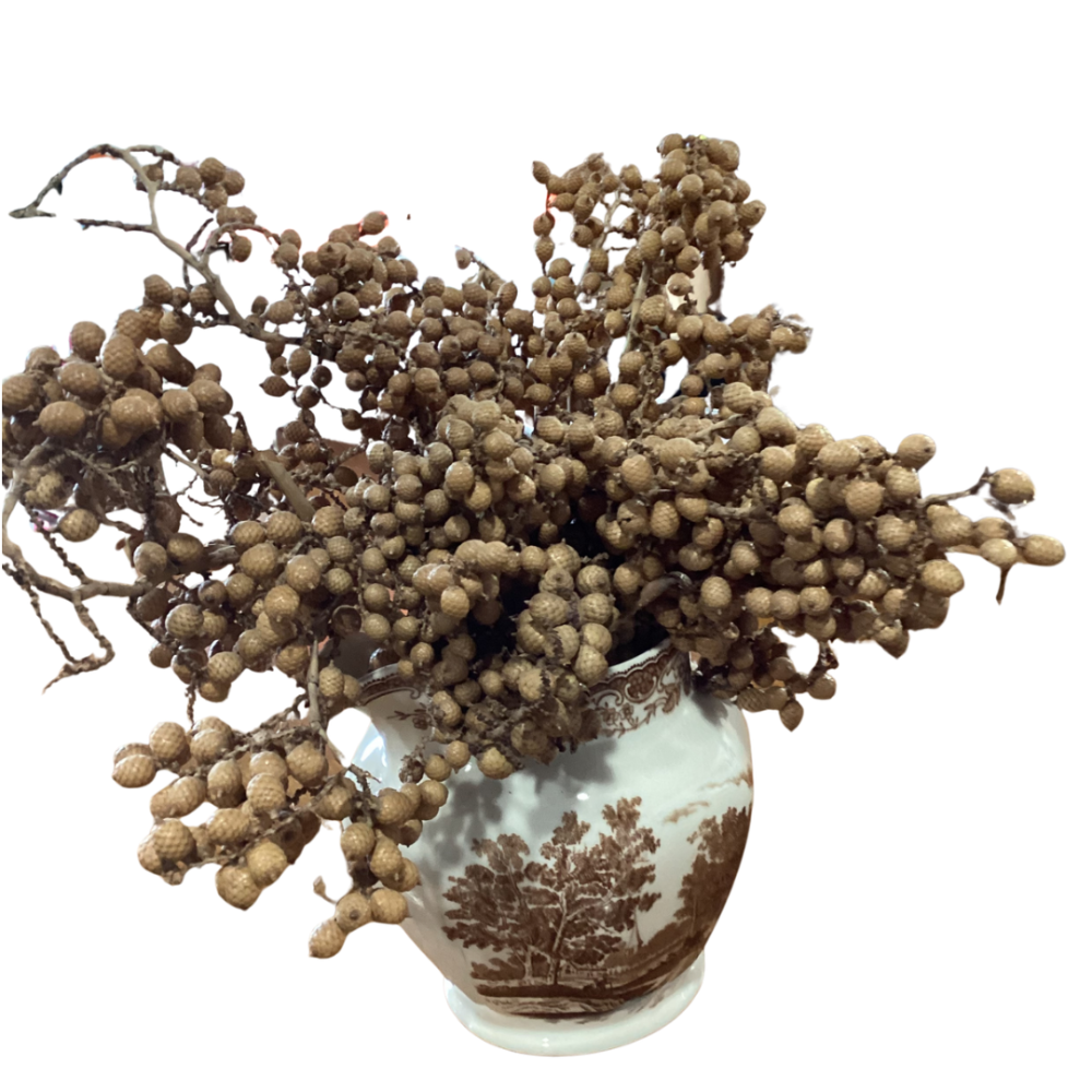 Decorative bouquet of dried Canella berries styled in rustic ceramic vase
