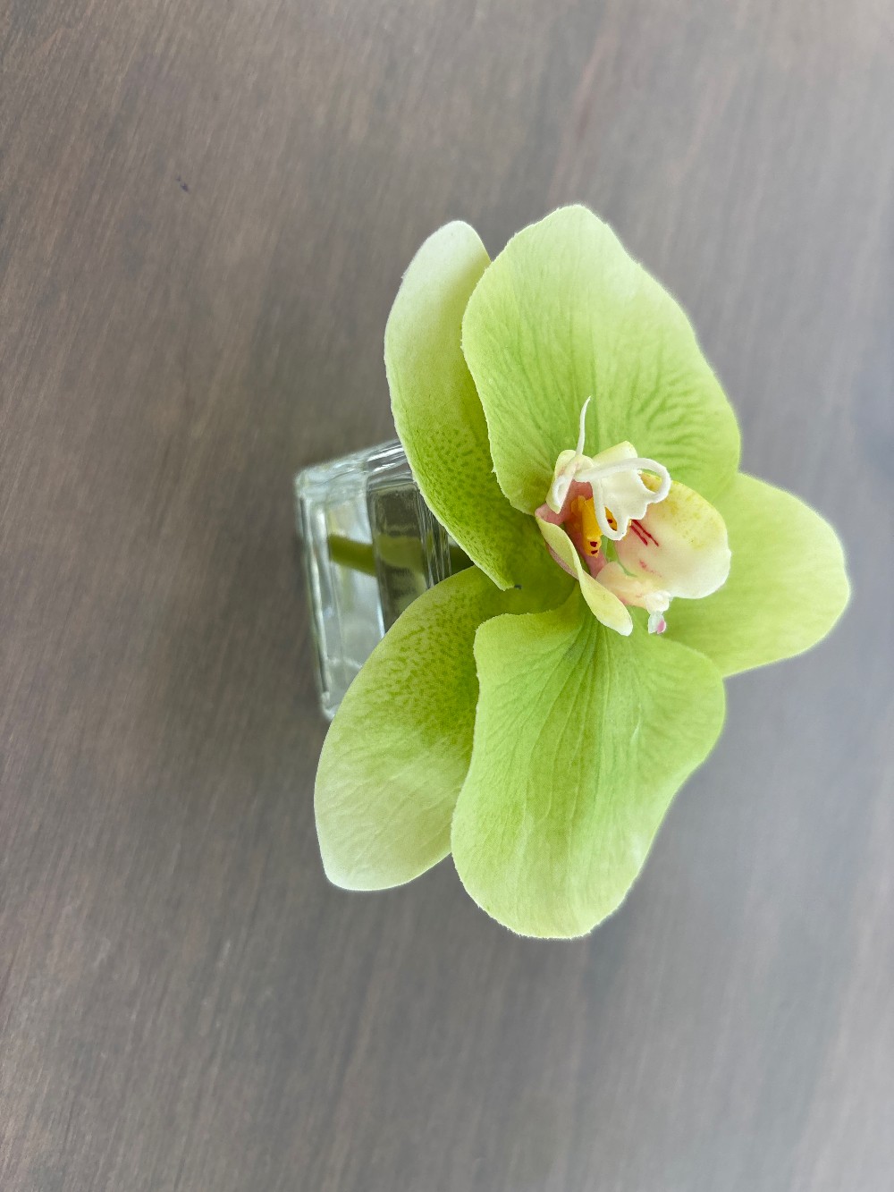 The Stalk Market Faux Phalaenopsis Bud Vase Flower