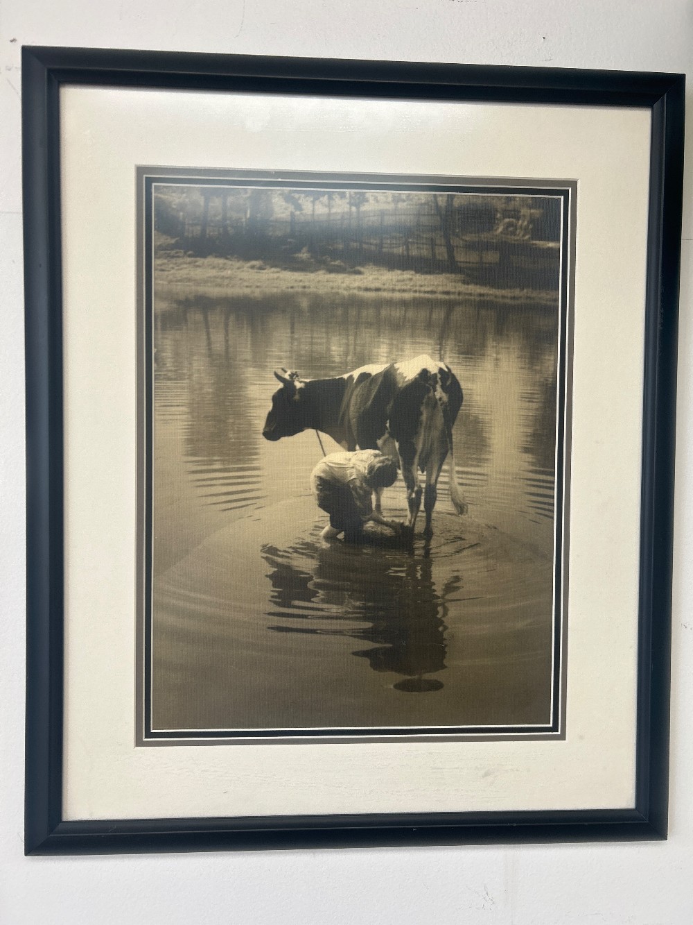Cow in Lake, Vintage Black & White Photograph Print