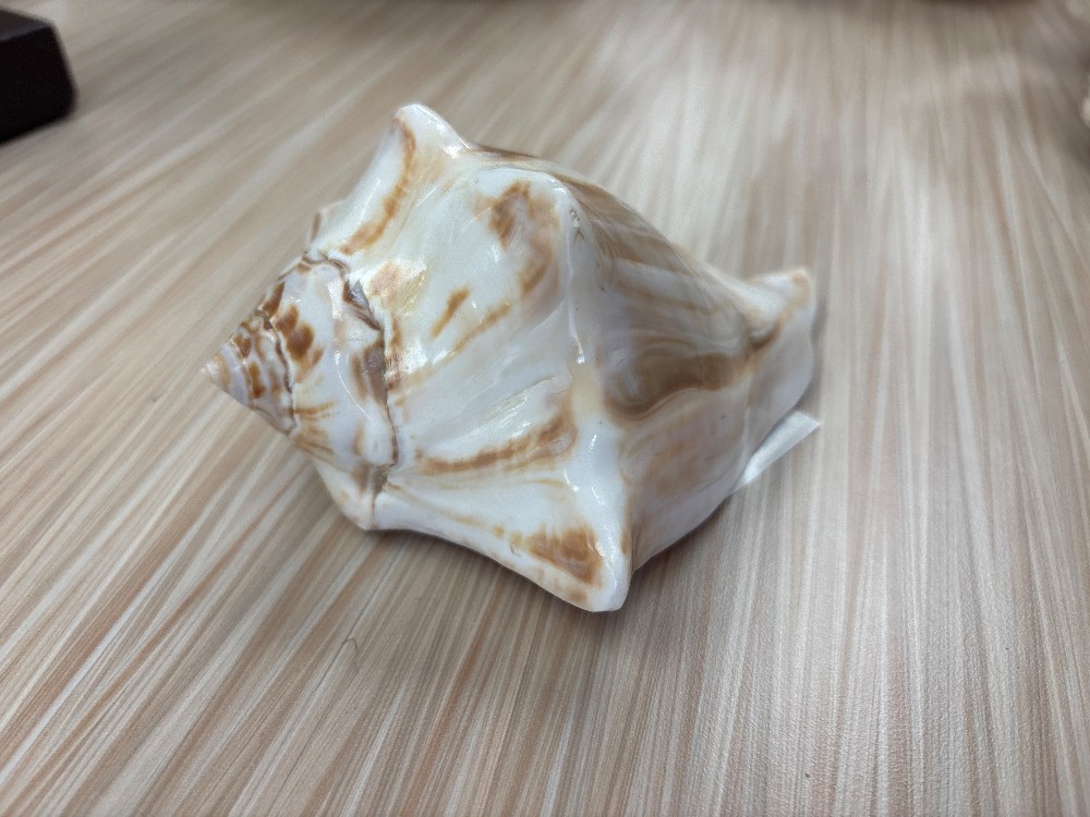 Conch Seashell