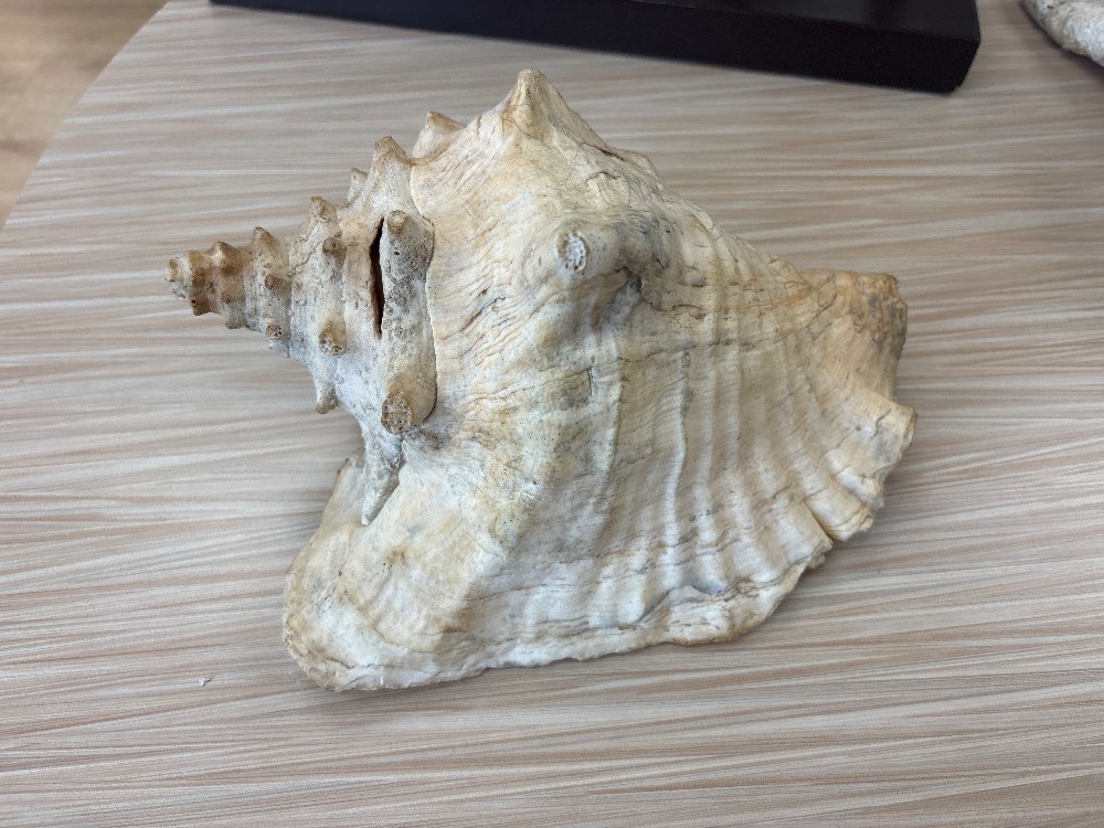 Conch Seashell