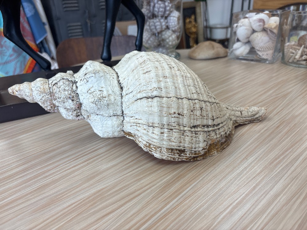 Conch Seashell