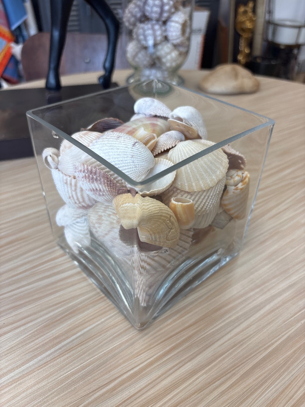 Seashell Collection in Square Glass Vase