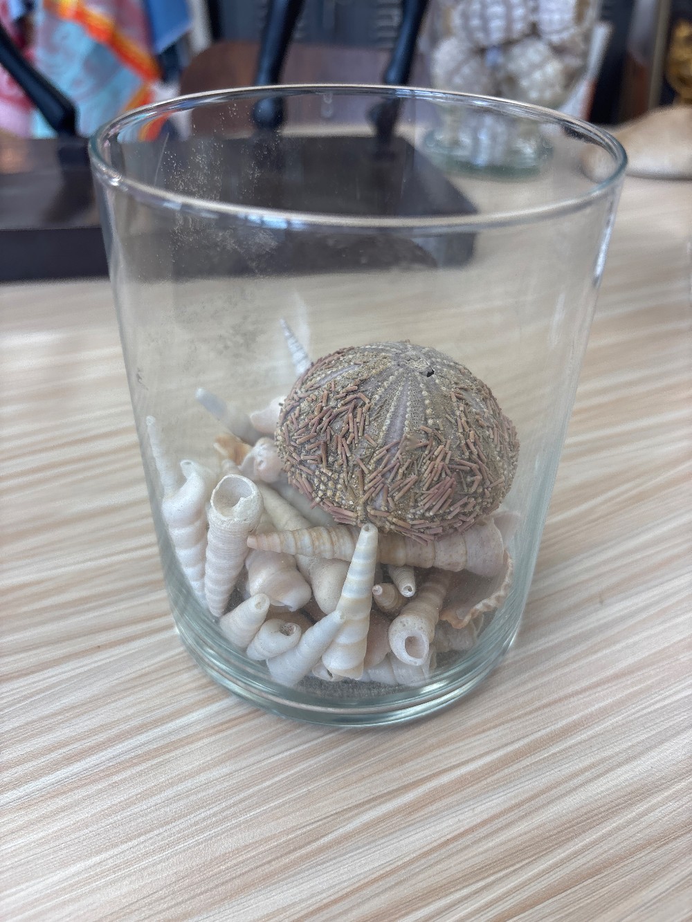 Turritella Seashells & Sea Urchin in Glass Vase