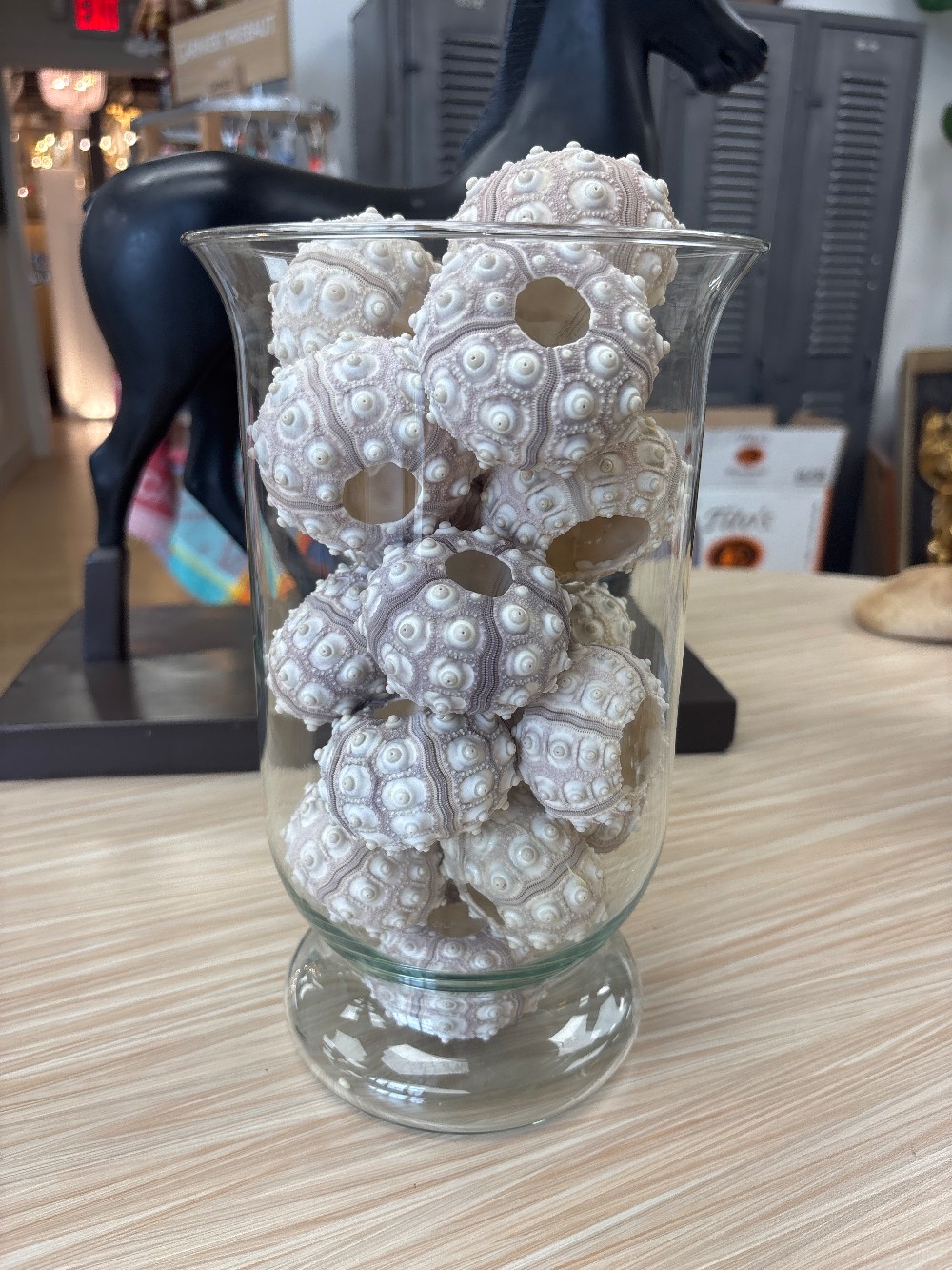 Sputnik Sea Urchin Shells in Glass Vase