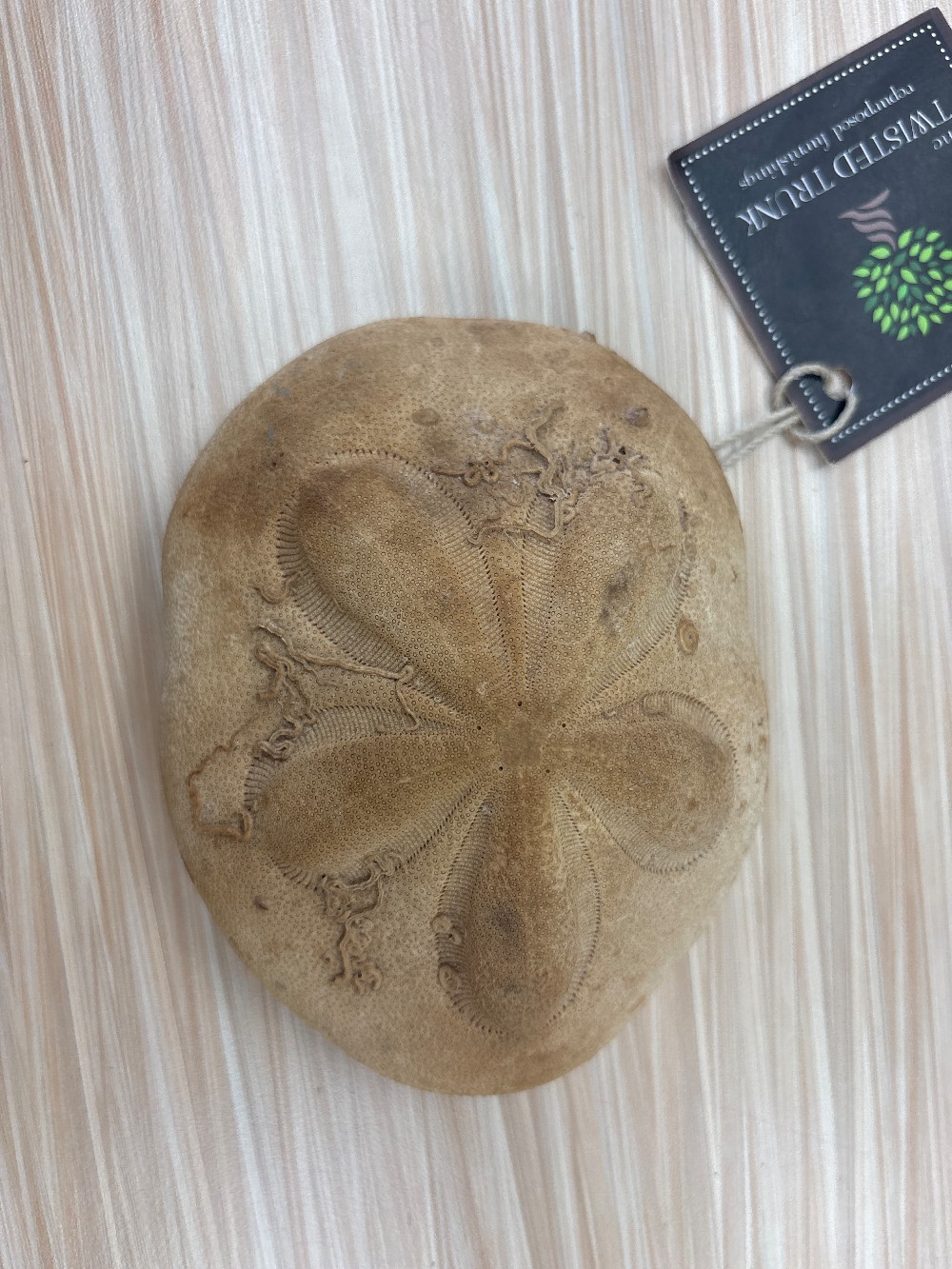Sea Biscuit Fossil