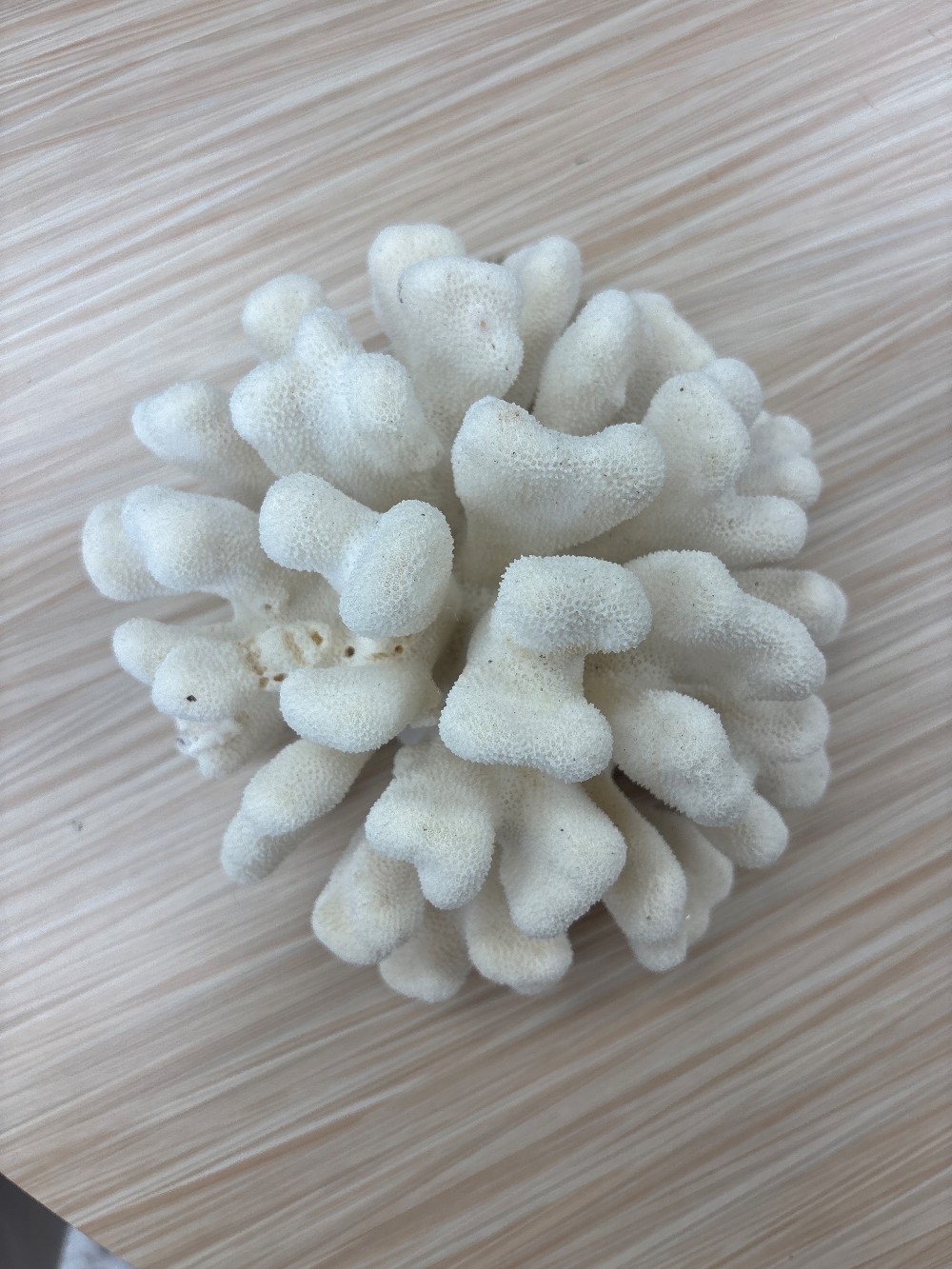 Sea Coral Specimen