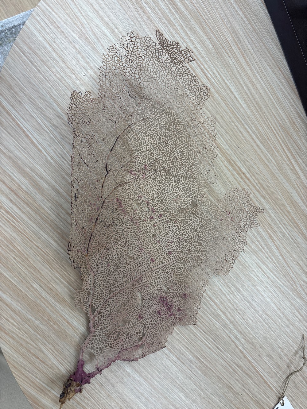 Sea Fan Coral Specimen
