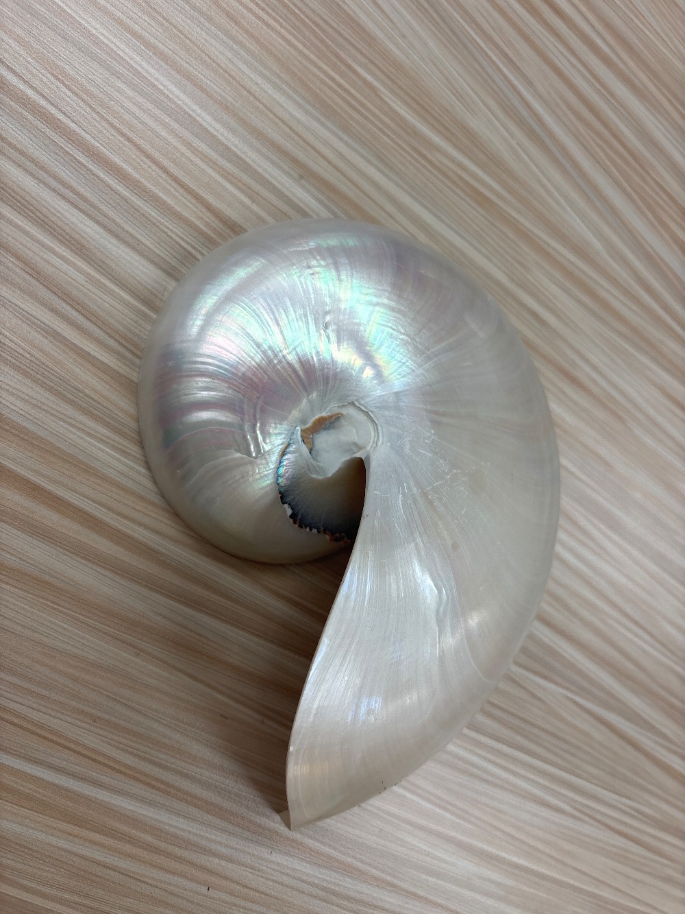 Half Nautilus Seashell