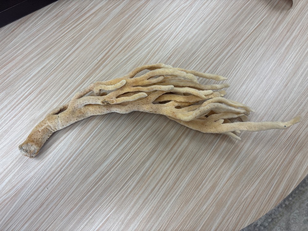Natural Finger Sea Sponge