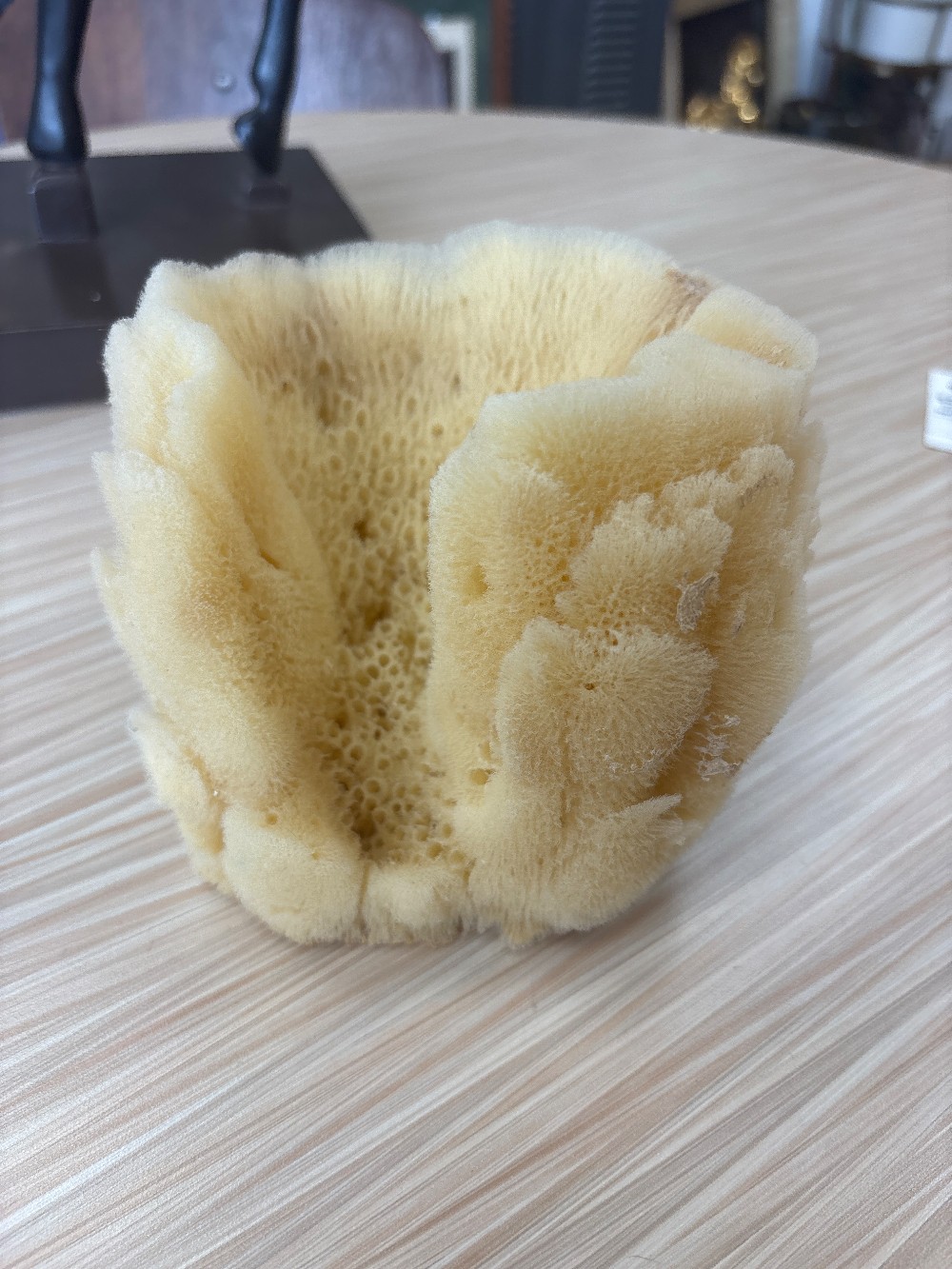 Natural Sea Sponge