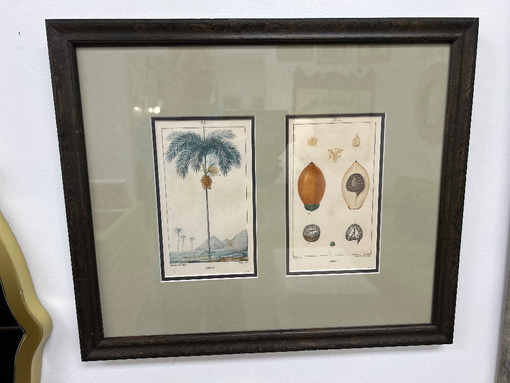 Antique Arec Botanical Engravings