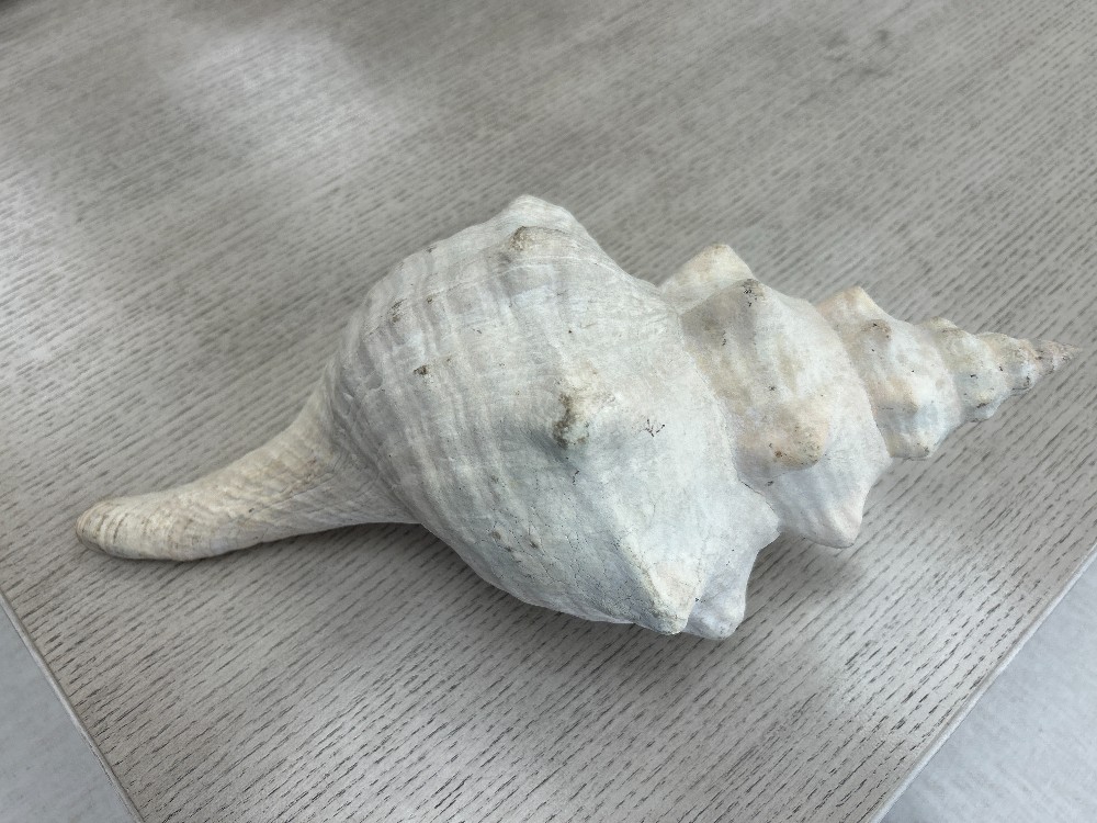 Conch Seashell