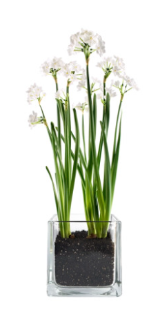 Paperwhites Winter Garden