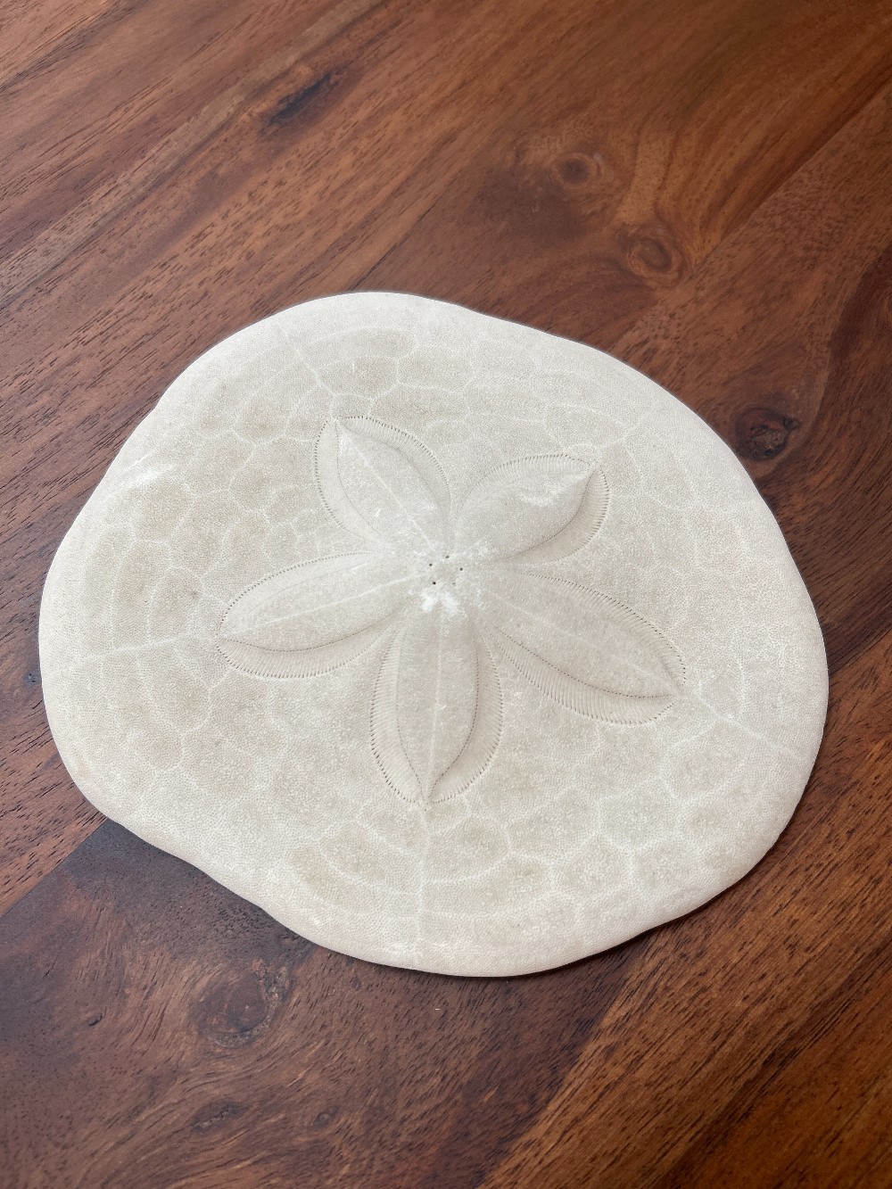 Sand Dollar Sea Biscuit