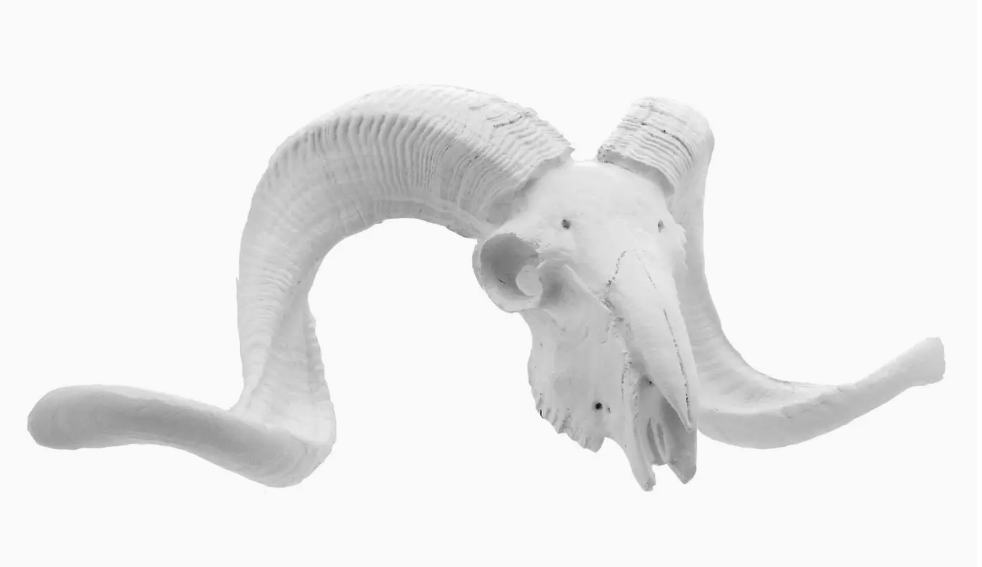 White Ram Skull Resin Sculpture