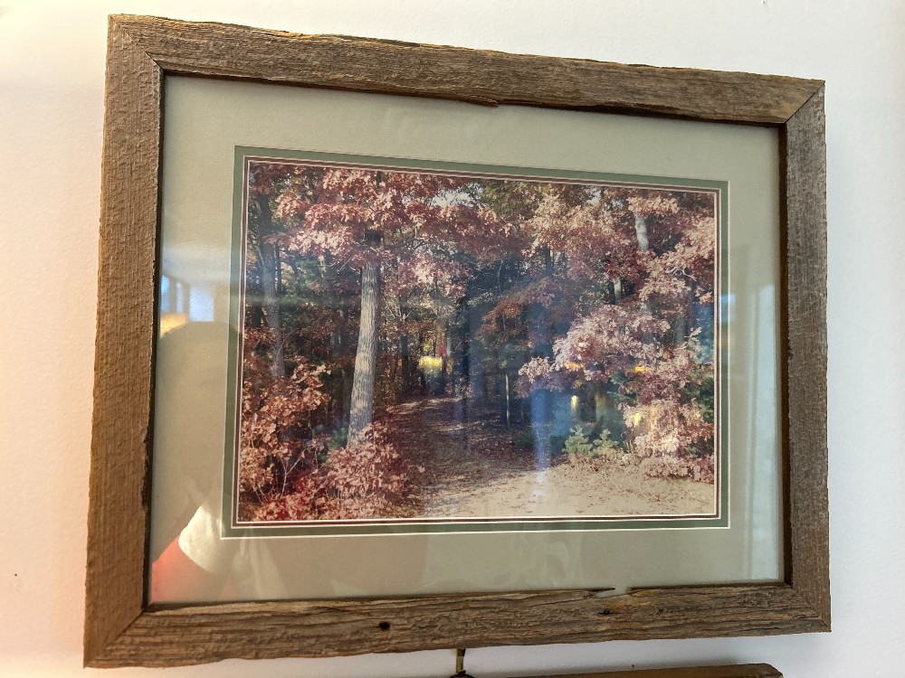 Forest Photograph, Rustic Reclaimed Wood Frame