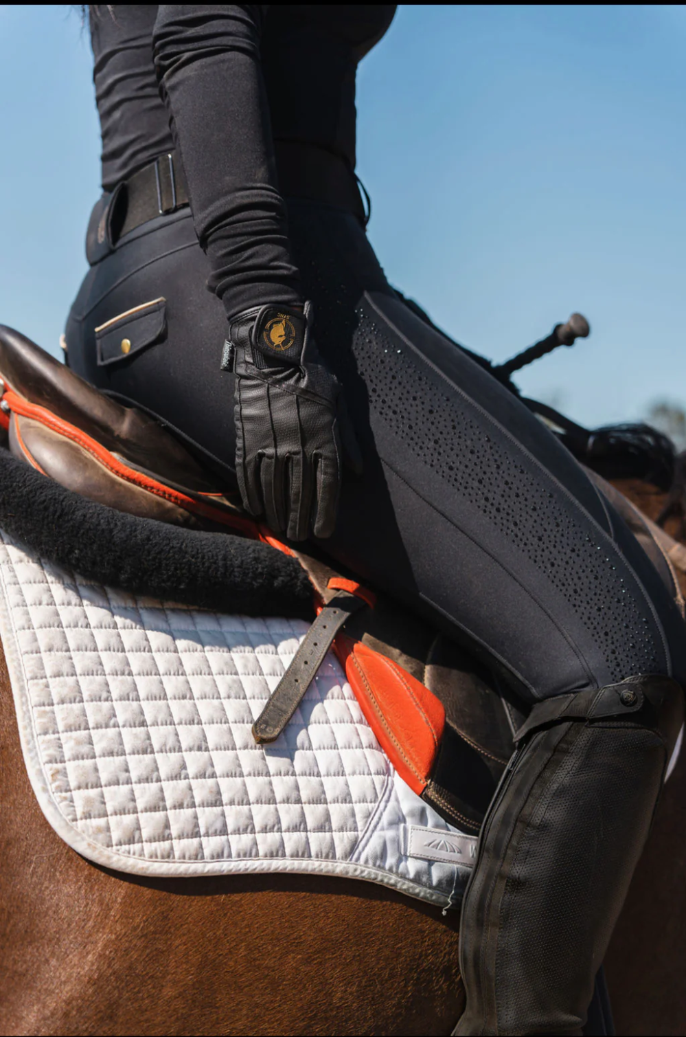 Dressage pads consignment