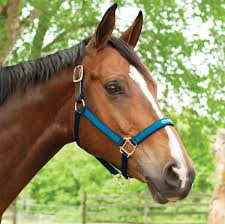 Halters Consignment