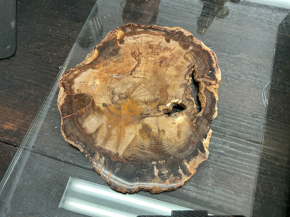 Petrified Myrtle Wood Slab