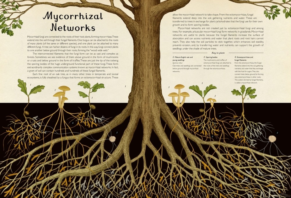 Fungarium - Hardcover