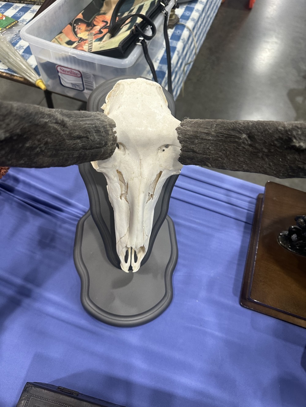 Beautiful Skull and Horns