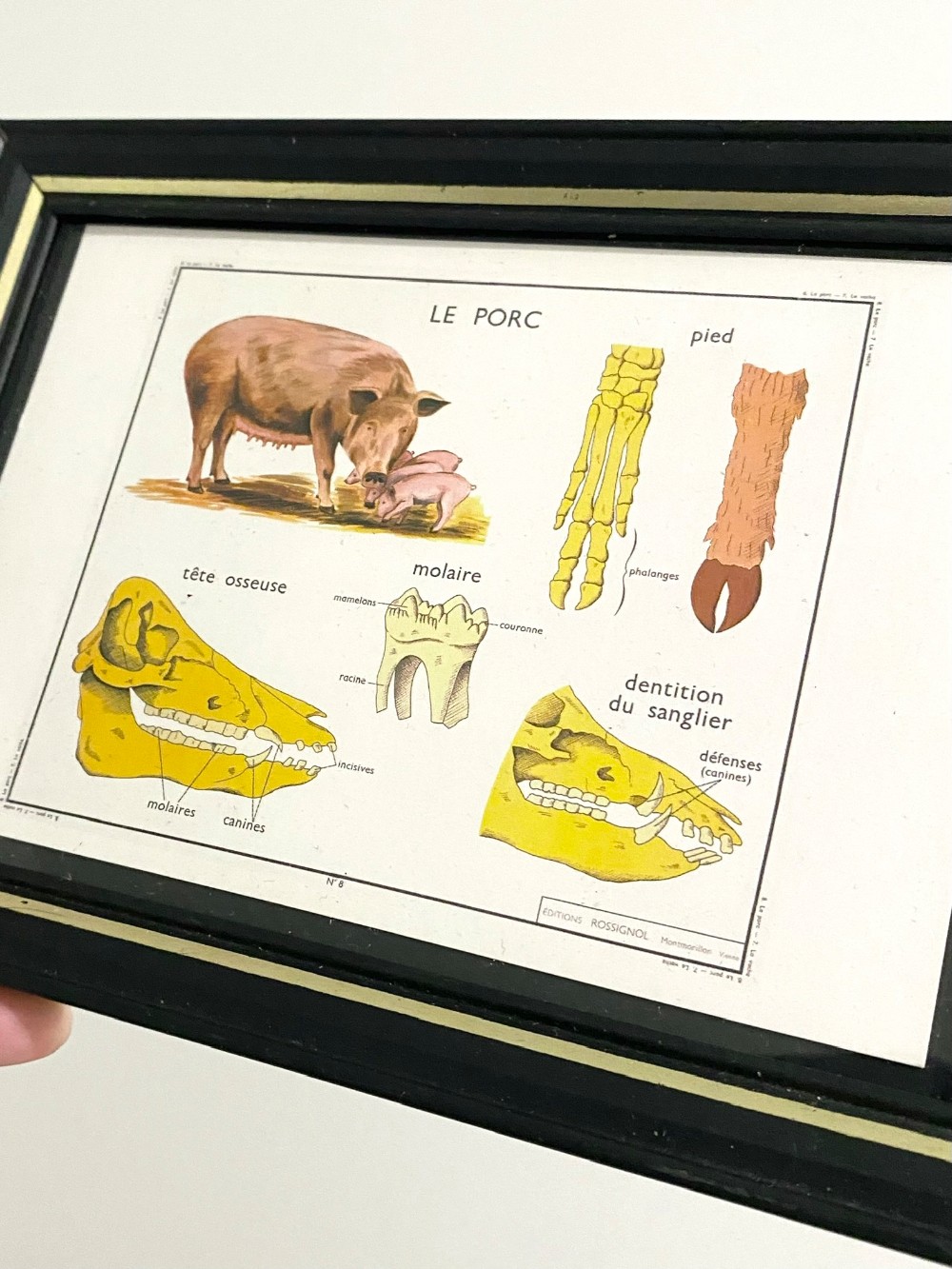 Vintage Frame Le Porc Postcard