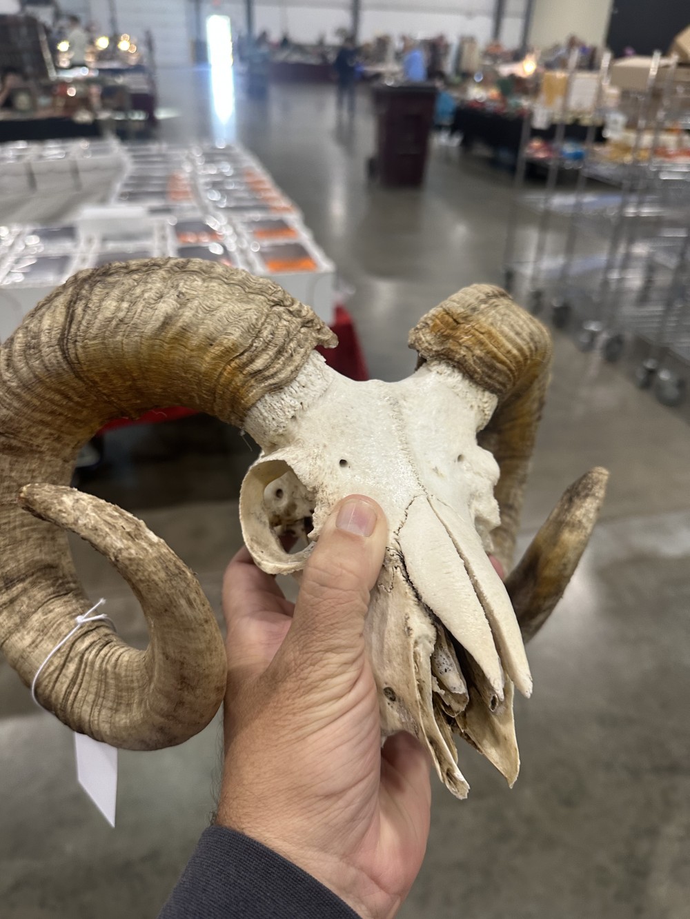 Vintage Rams Skull and Horns
