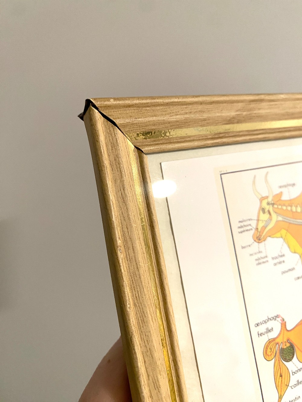 Vintage Frame with La Vache Postcard