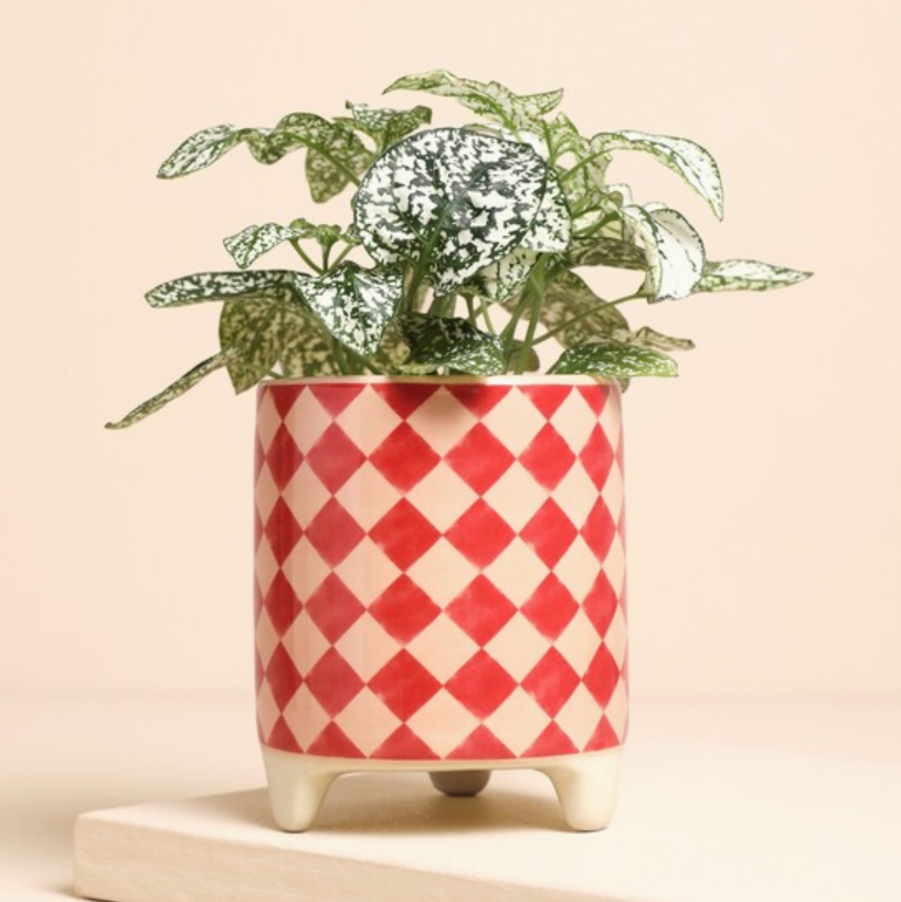 Pink and Red Checkerboard Mini Plant Pot