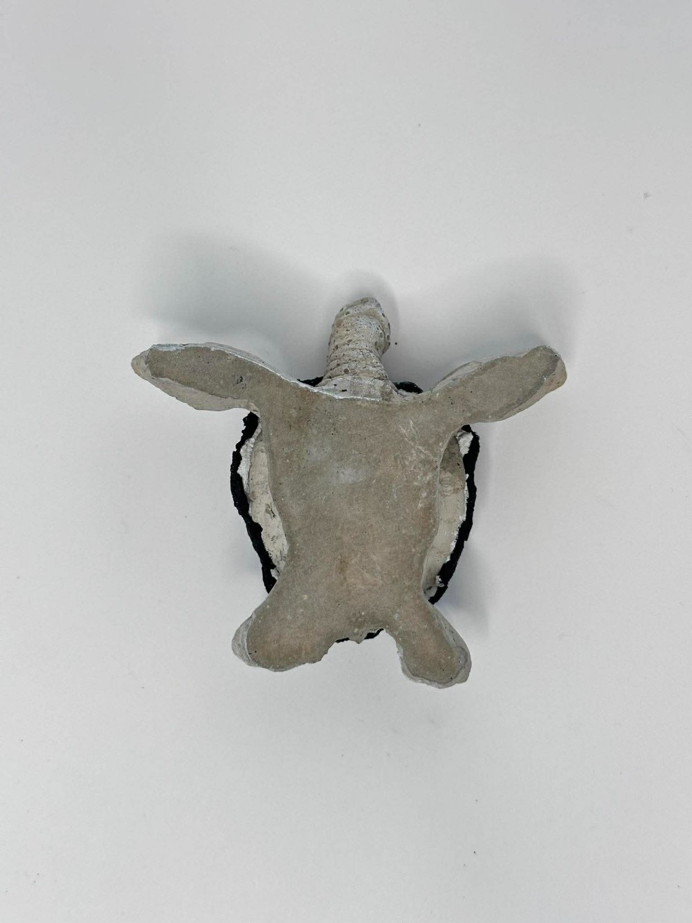 Shiny Blue Baby Sea Turtle