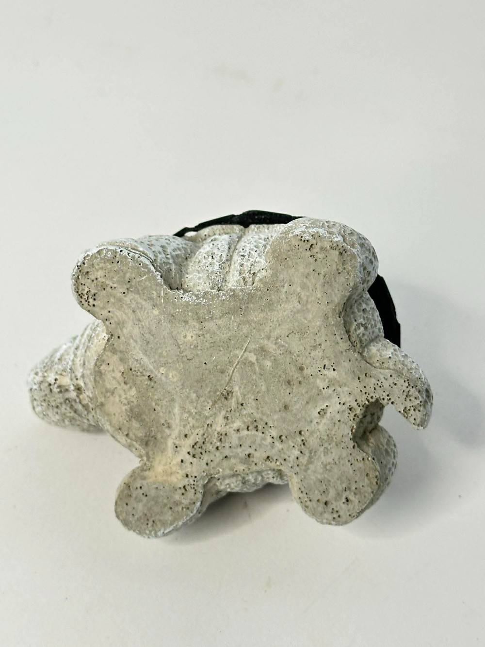 Dragonfly Green Mosaic Turtle