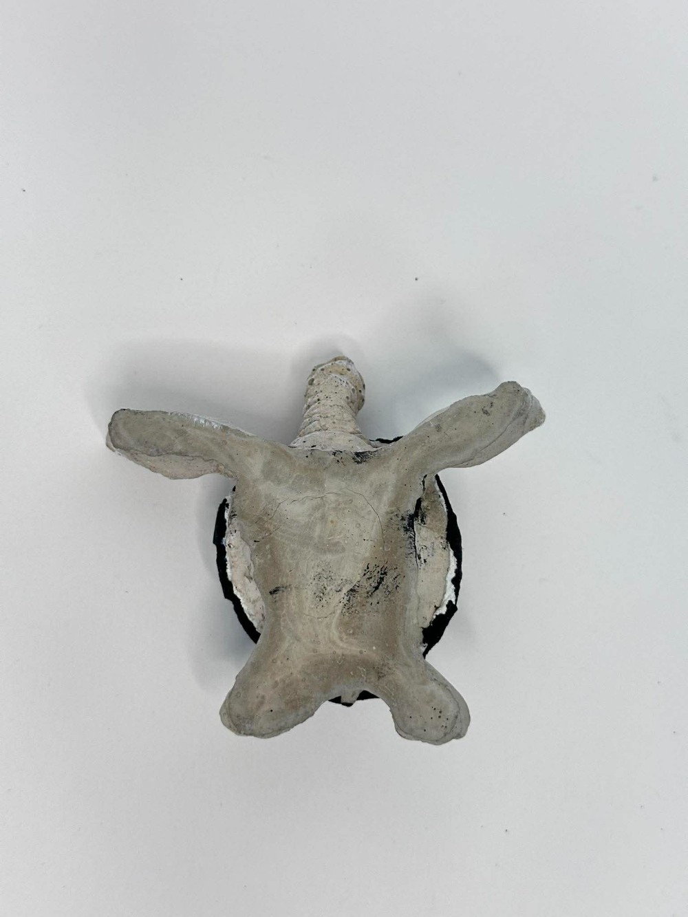 Blue Toned Baby Sea Turtle