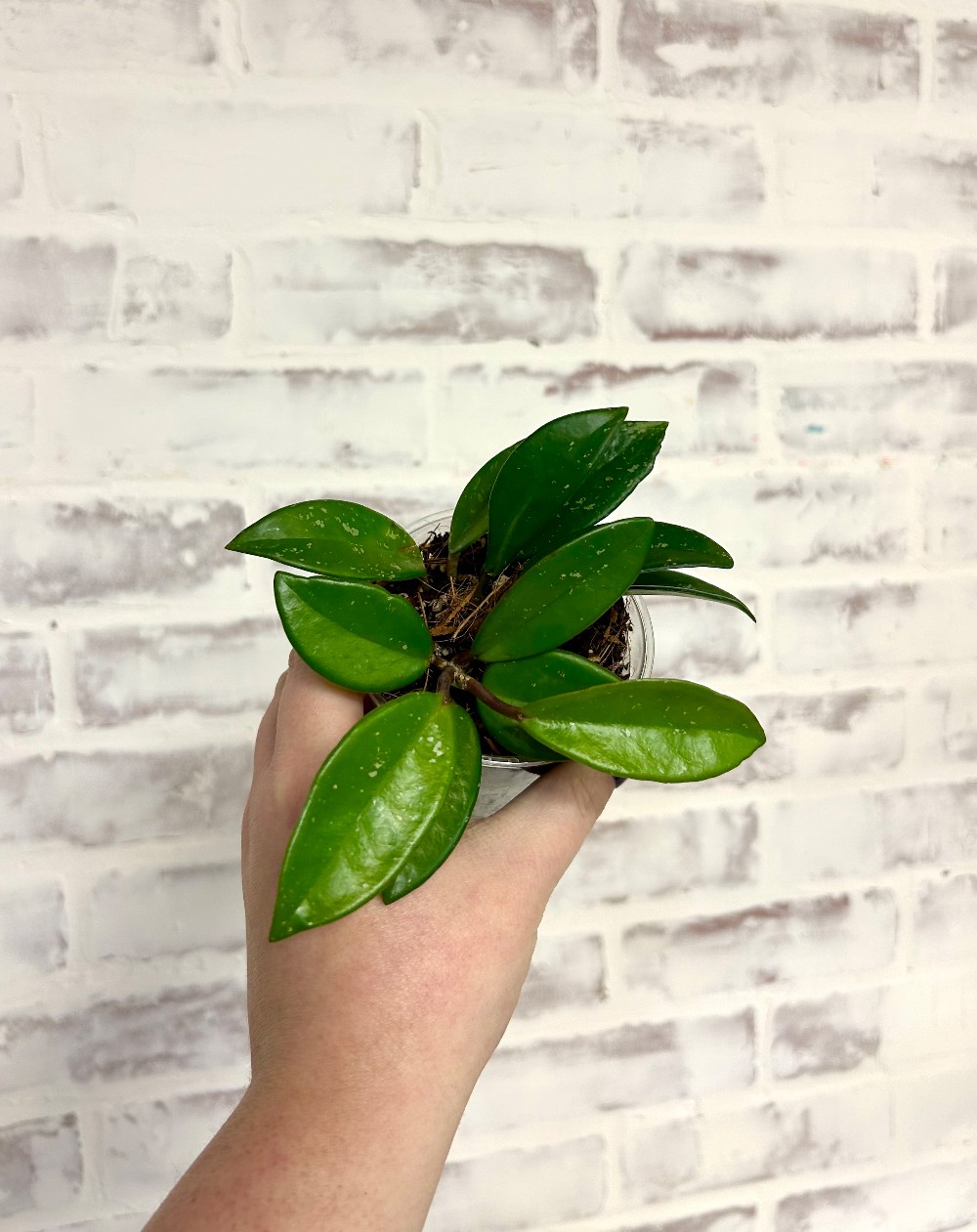 LIVE PLANTS