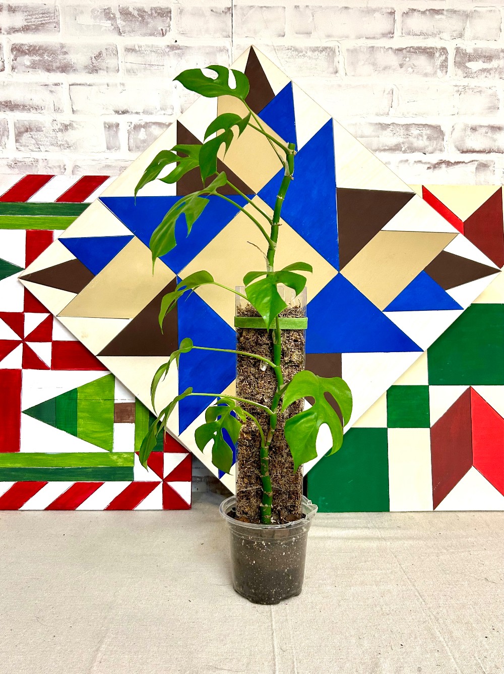 LIVE PLANTS