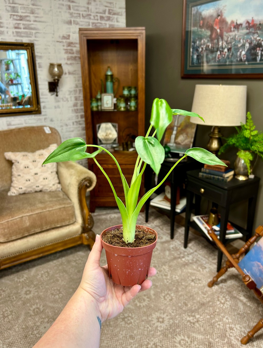 LIVE PLANTS