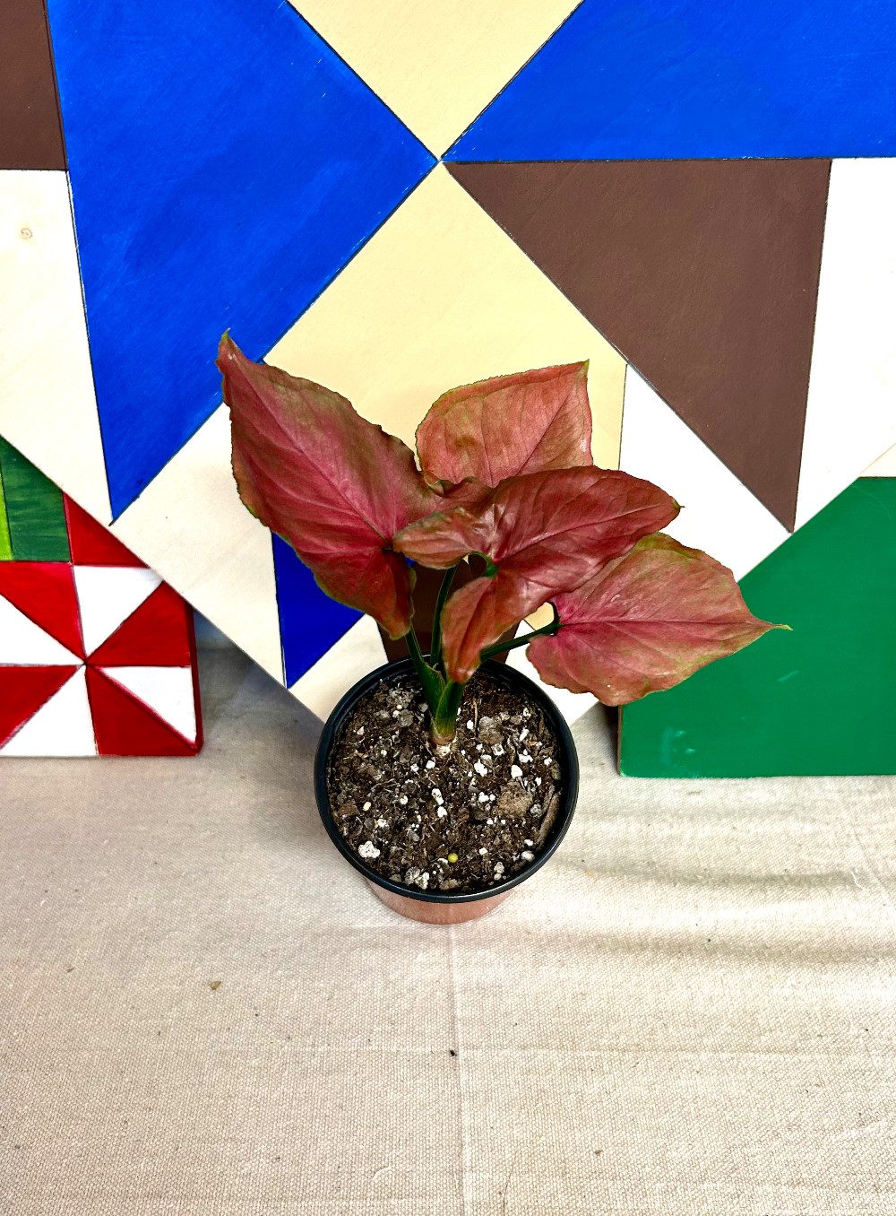 LIVE PLANTS