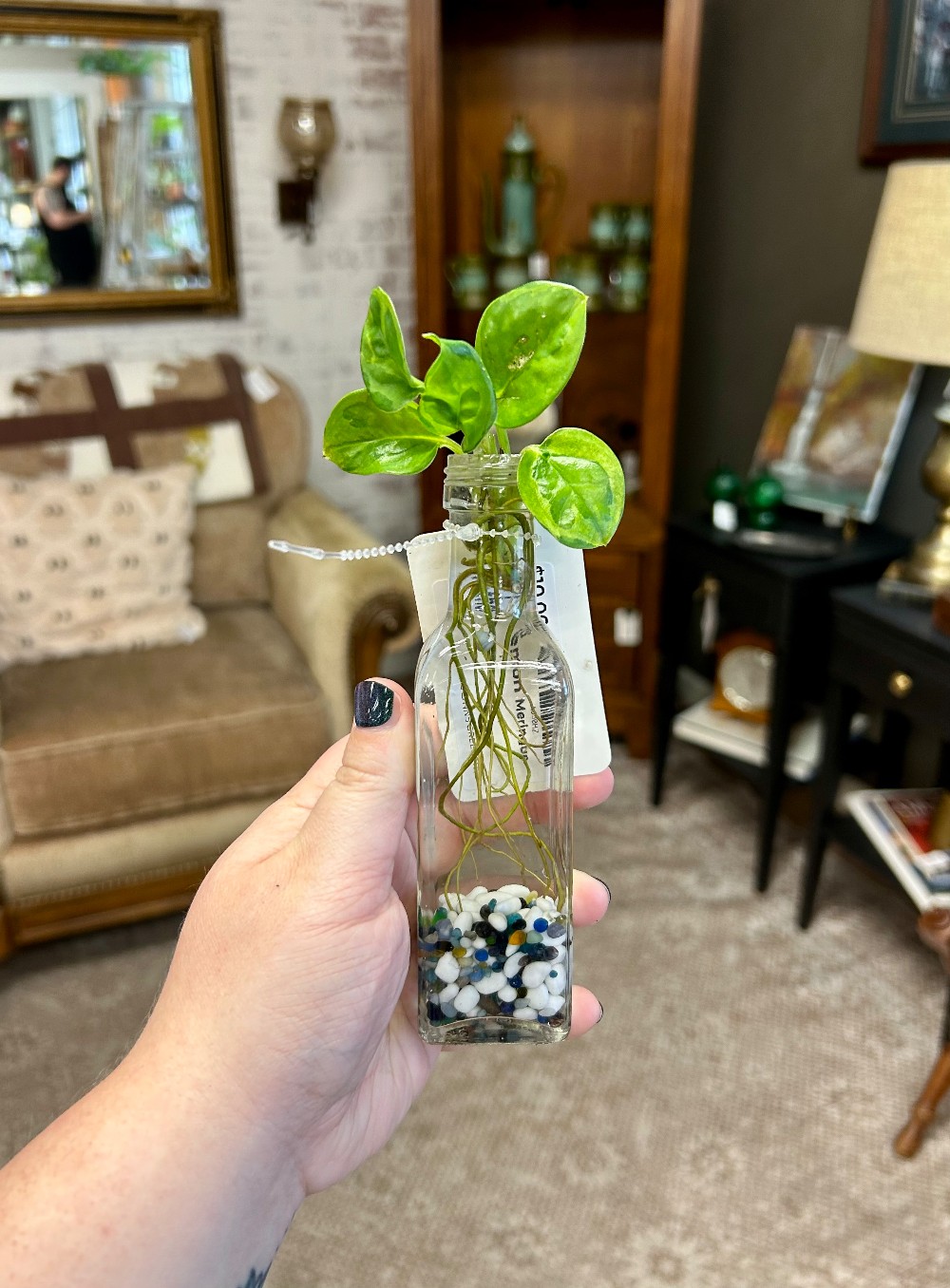 LIVE PLANTS