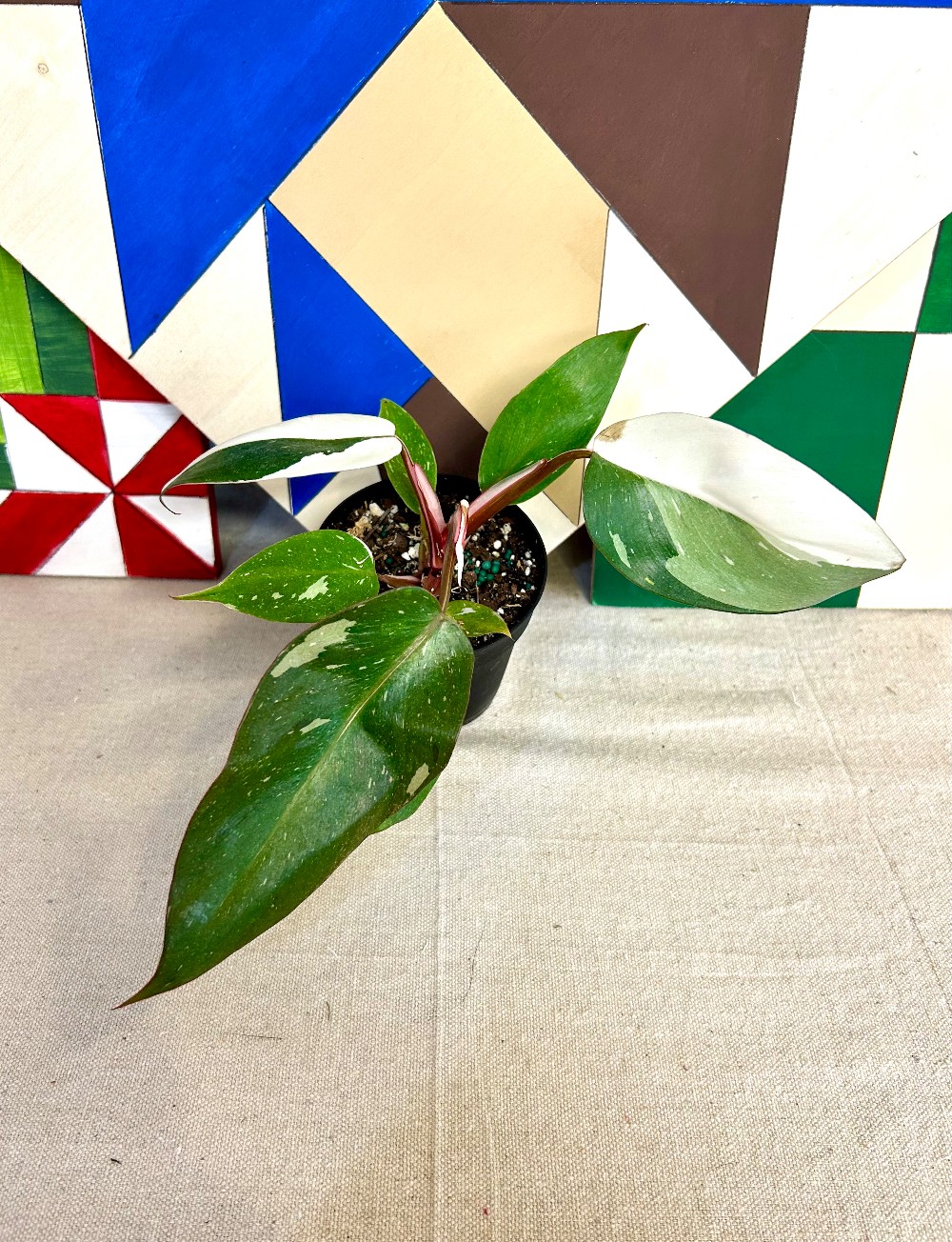 LIVE PLANTS