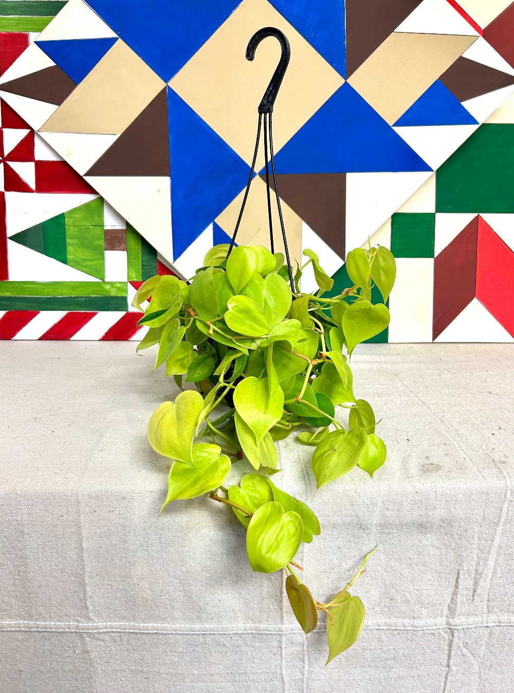 LIVE PLANTS