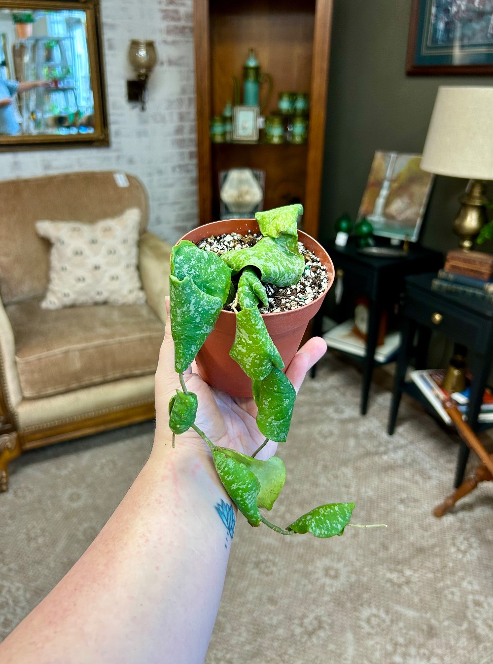 LIVE PLANTS