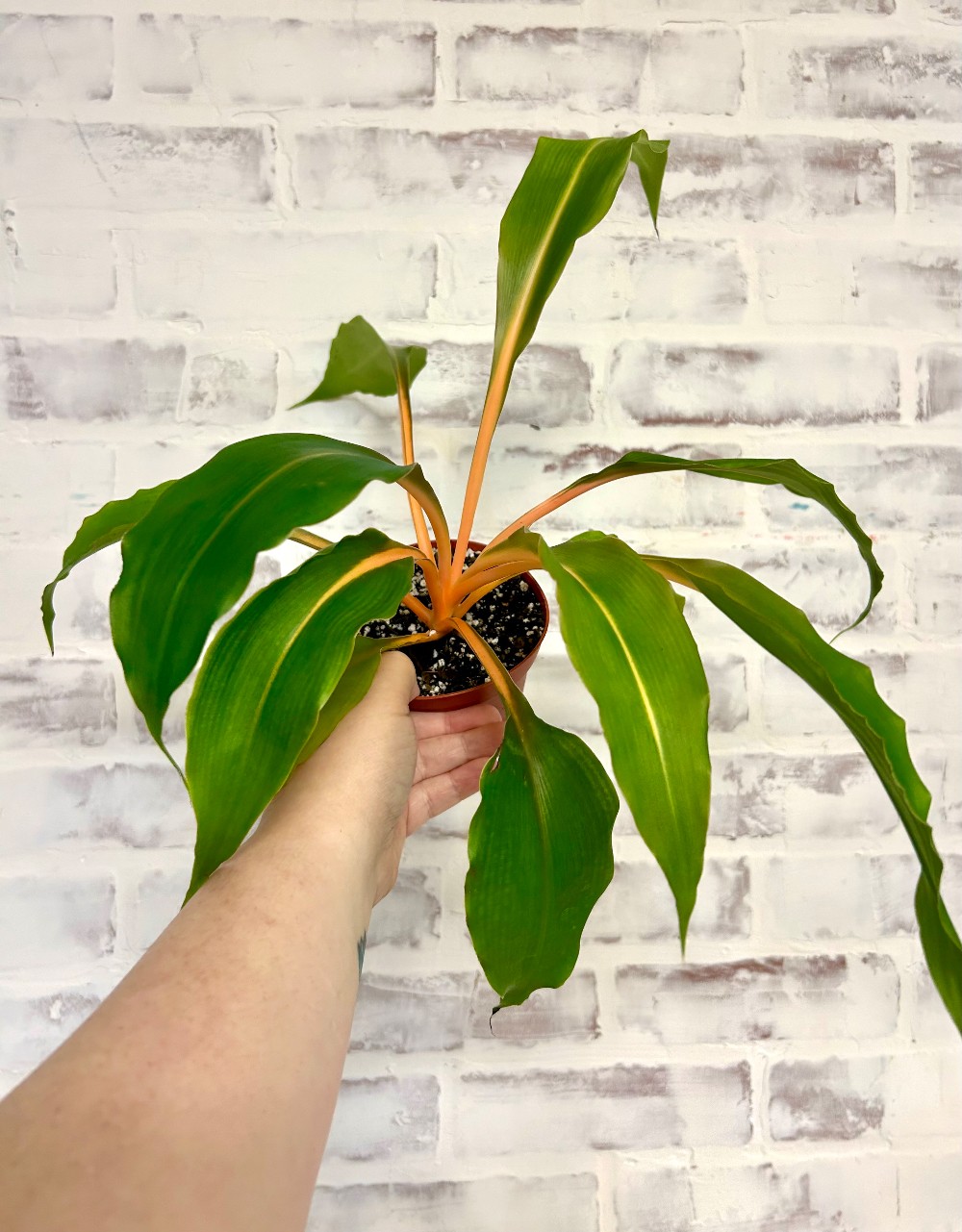 LIVE PLANTS