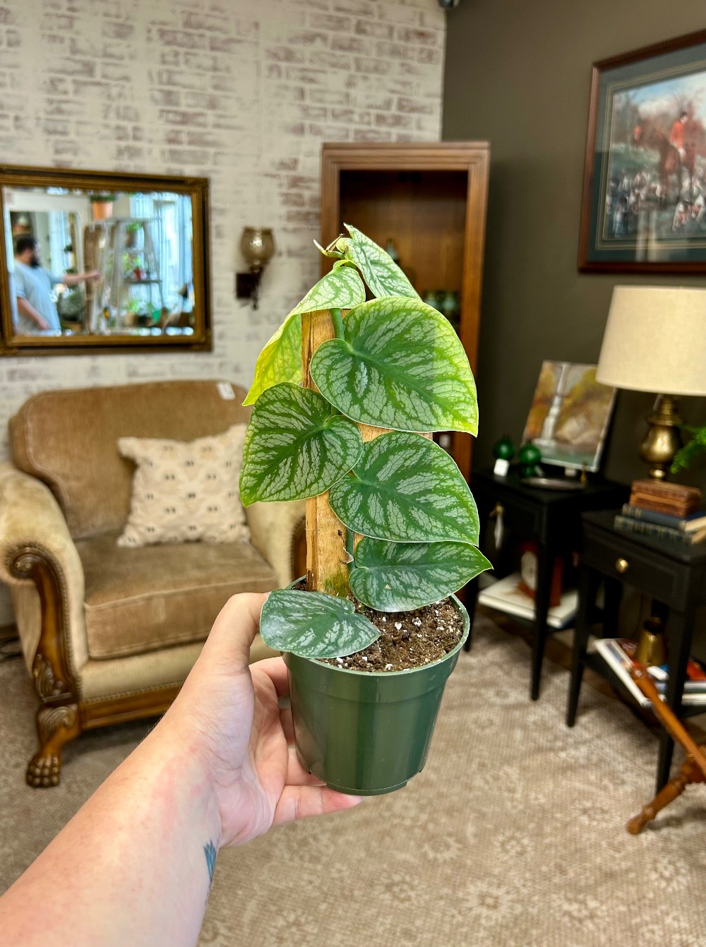 LIVE PLANTS